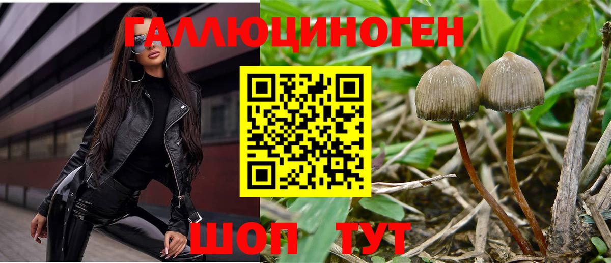Галлюциногенные грибы Psilocybe  Кушва 